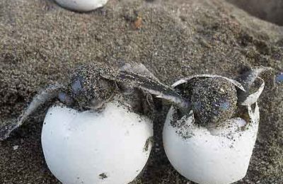 (Turkish) Deniz kaplumbağası kumsala çıkıyor. Nasıl davranalım?
