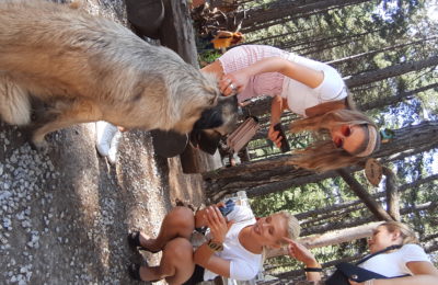 Fin güzelleri Alanya’dan geçti